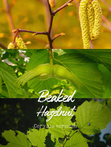 Three images in one of Beaked hazelnut Corylus cornuta with hanging yellow catkins at the top, unripe fruit on branch in the center, and green foliage at the bottom.