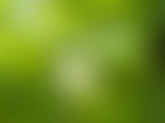 A Mayapple bloom hiding beneath its large leaf