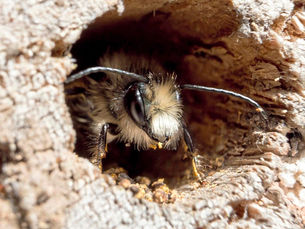 Bee emerging from stem
