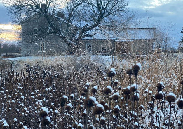Winter dusting of snow on the meadow garden in early winter