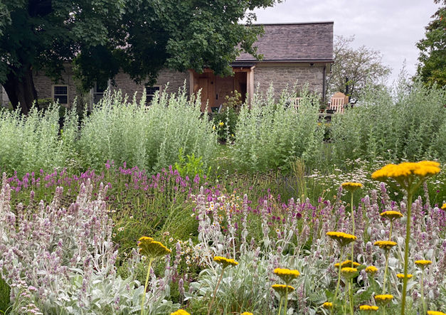 Meadow/grassland garden