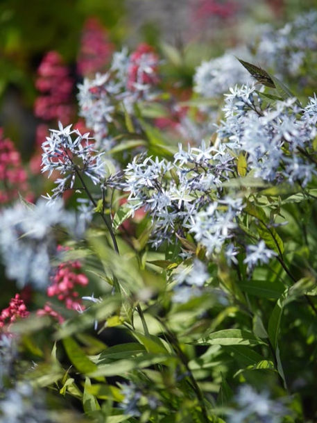 Amsonia tabernaemontana and Heuchera