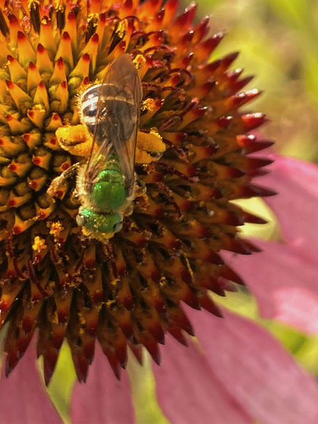 Green bee on Echinacea bloom