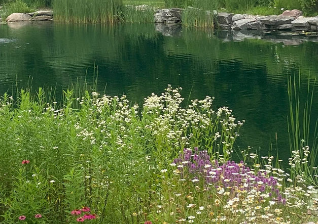 Retreat Landscape - Pond & Stream Plantings