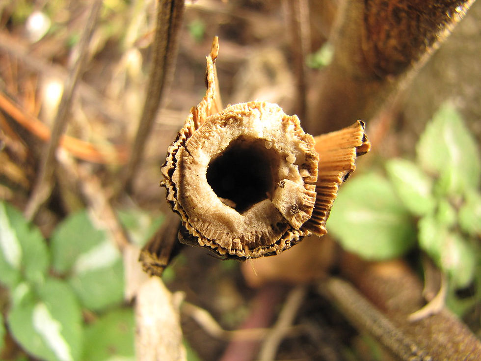 Hollow stem that can be used by a stem-nesting bee.