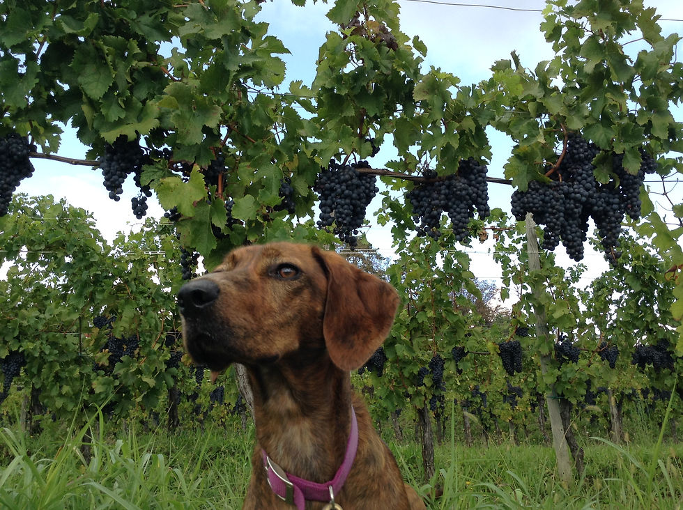 Tosca Nei Vigneti