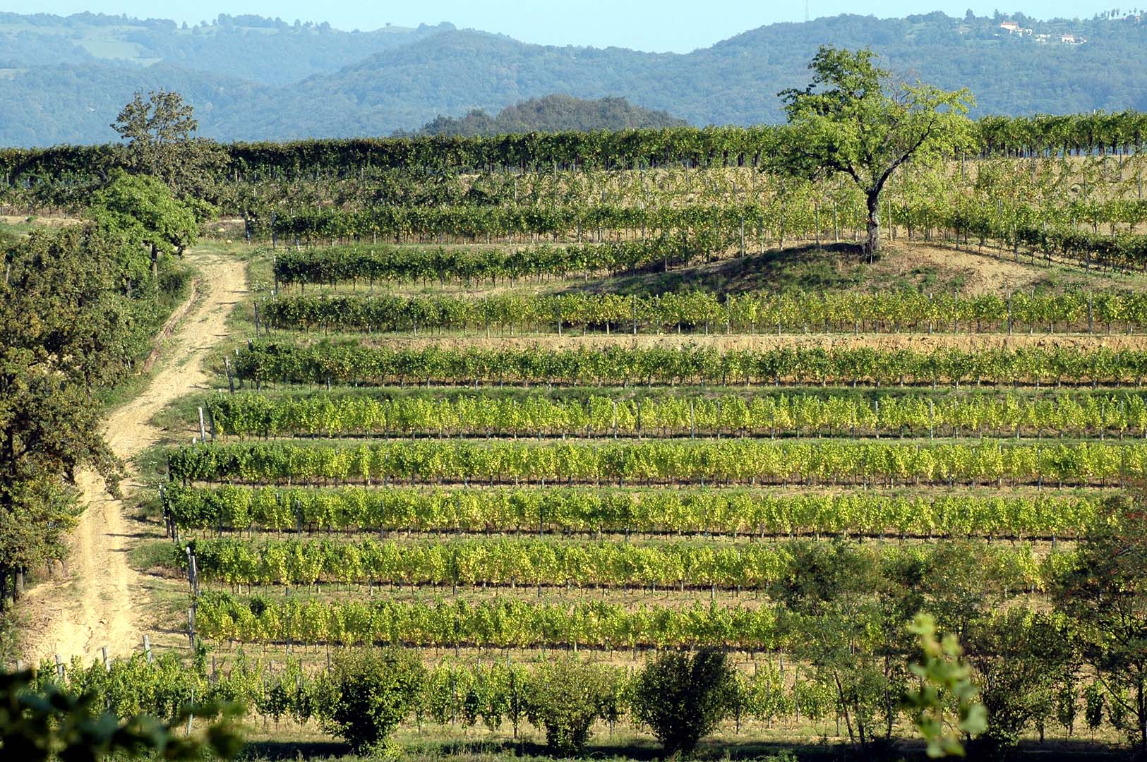 Vigneti del colle di Casa Ventosa