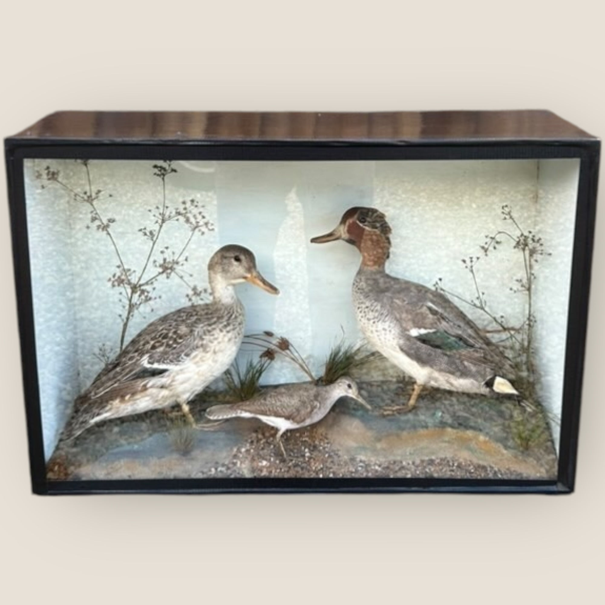 Taxidermy Case of Eurasian Teal Ducks & Small Common Sand Piper