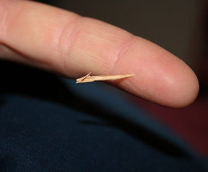 splinter.jpeg