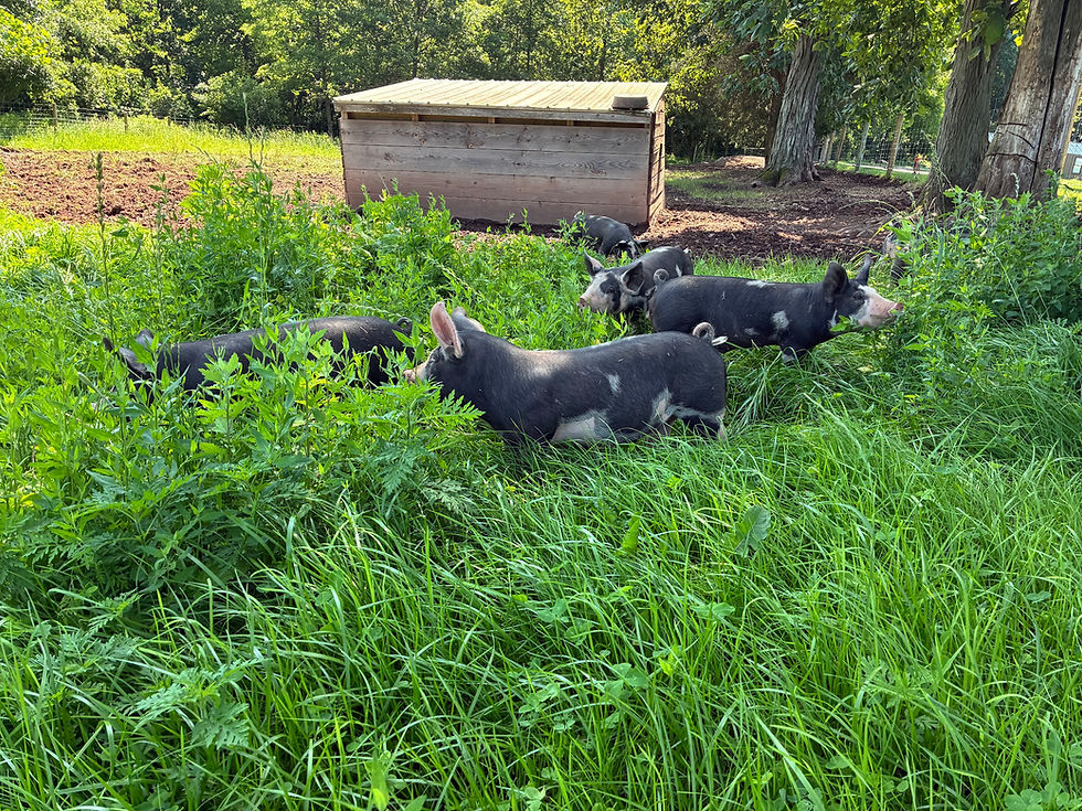 Miniatura: Pasture Pork Deposit 2025