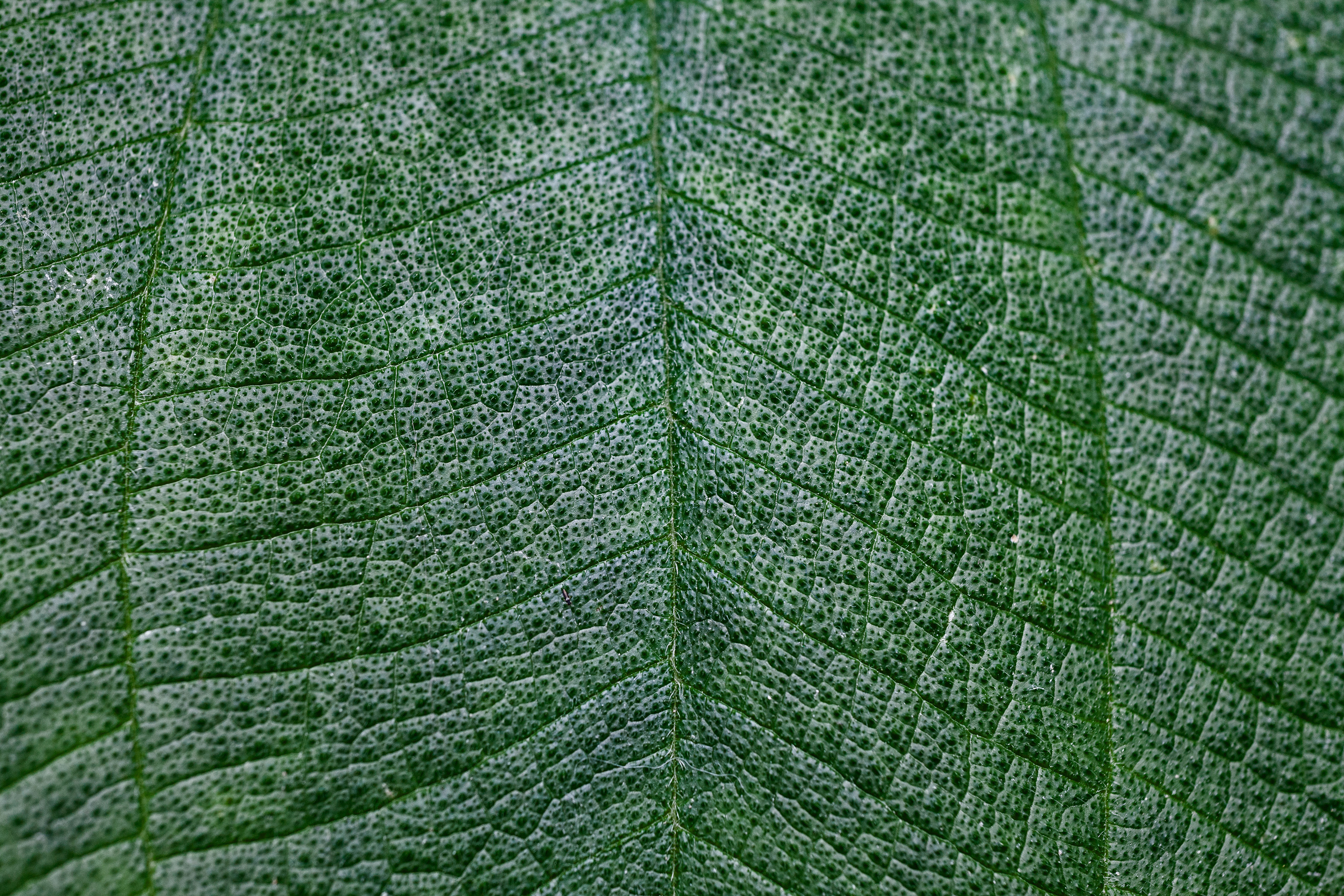 Close-Up Leaf Texture