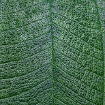 Close Up of Leaf