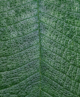 Close Up of Leaf