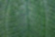 Close Up of Leaf