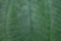Close Up of Leaf