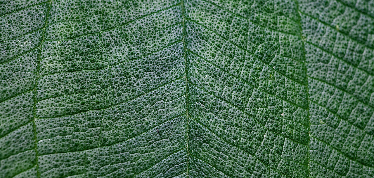 Yaprak Close Up