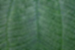 Close Up of Leaf