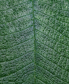 Close-Up Leaf Texture
