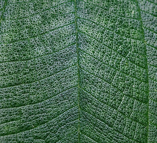 Close Up of Leaf