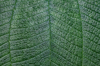 Close Up of Leaf
