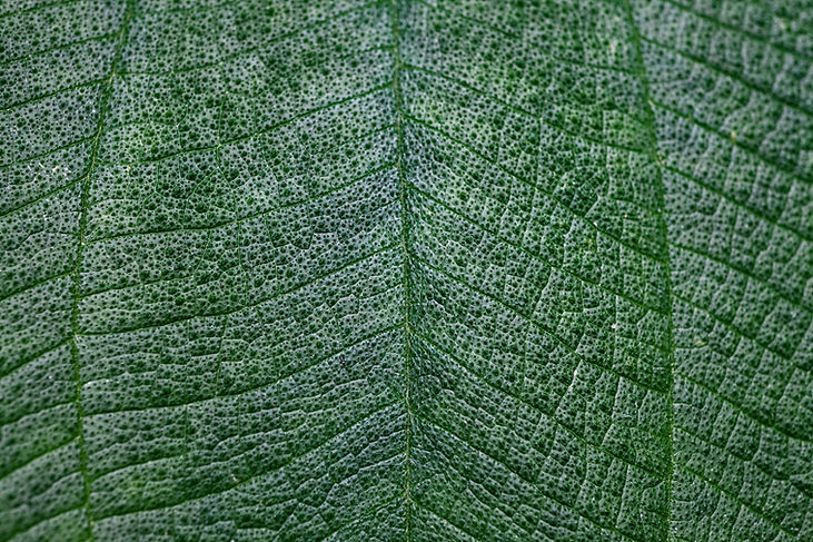 Close Up of Leaf
