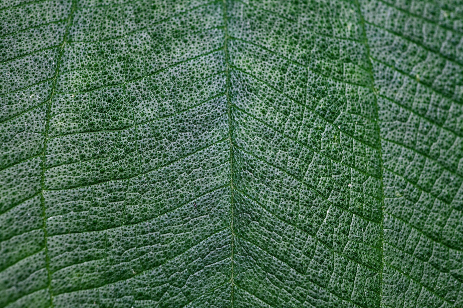 Close Up of Leaf