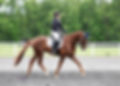Petey Trot MWW.jpg