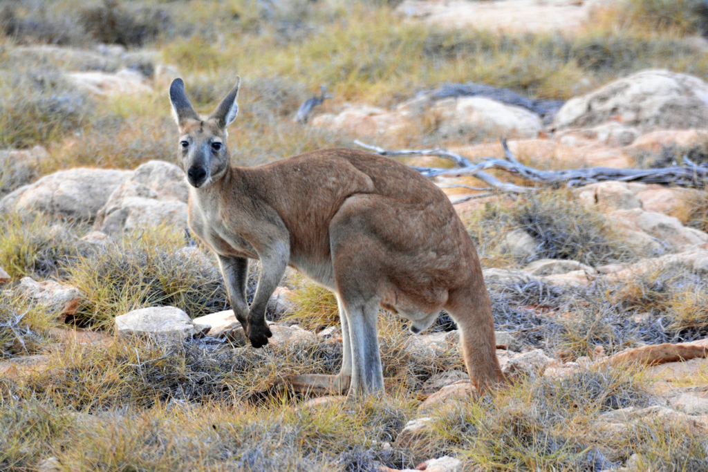 Common wallaroo