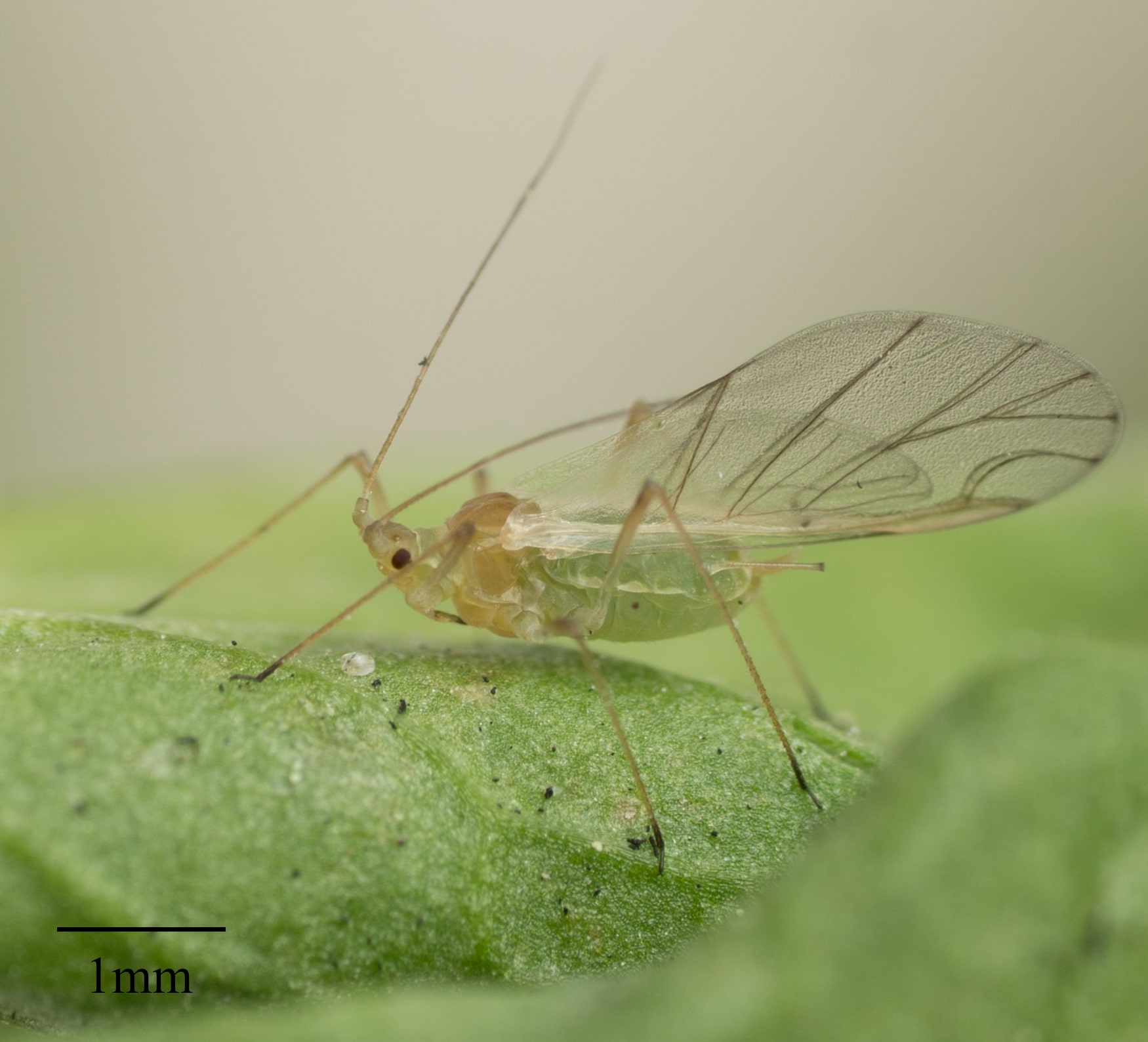 Bluegreen aphid