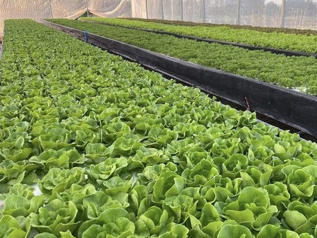 [경북신문] 팜설레임 농업회사, 스마트팜 분양 통한 소규모 농가 활성화 지원