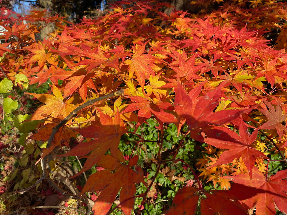 "Autumn Lust" Poetry Quarterly