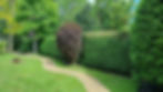AFTER Privet Hedge Reduction Trim