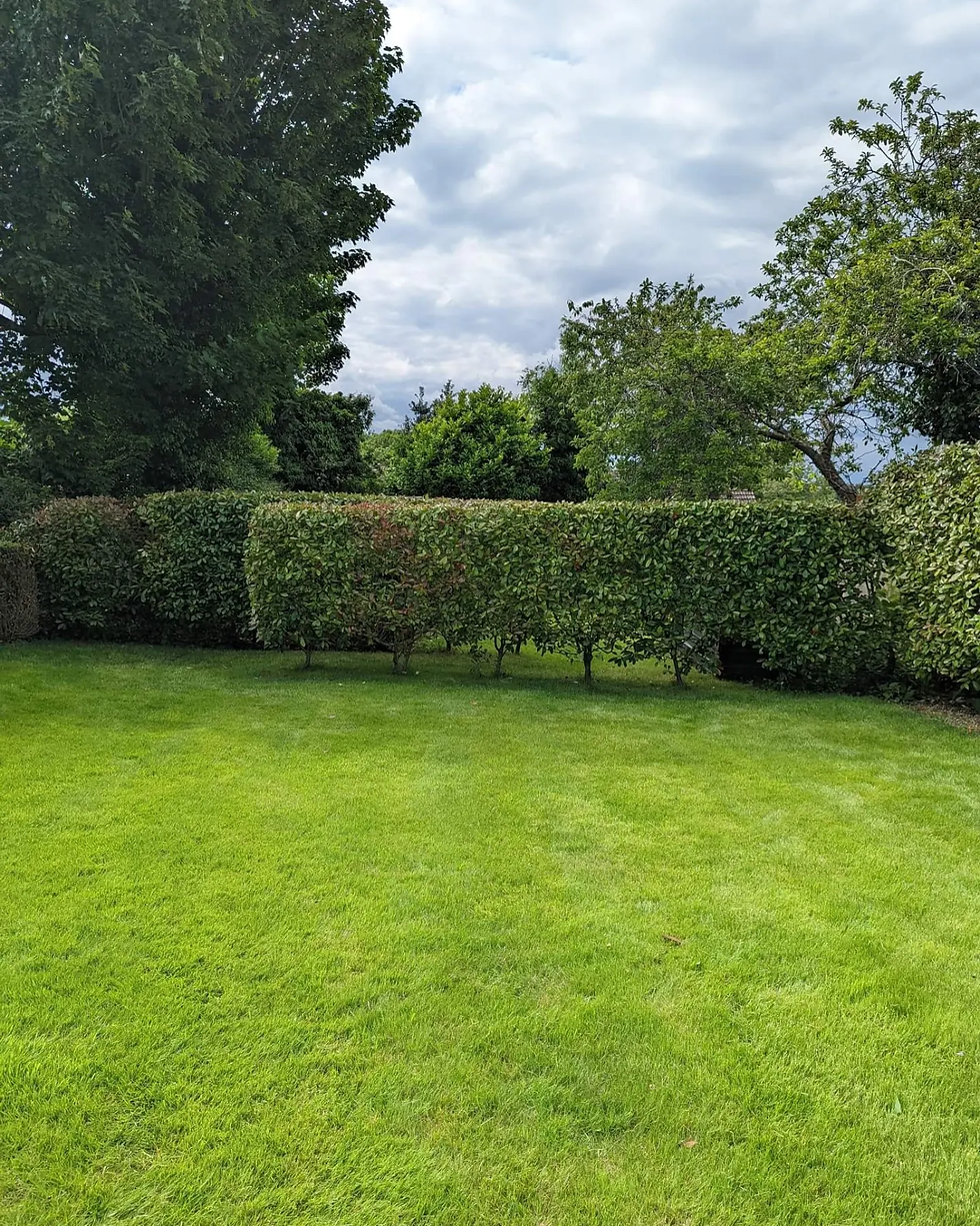 AFTER Red Robin Hedge Trim