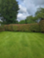 BEFORE Red Robin Hedge Trim