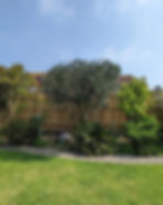 AFTER Olive Tree Reduction Shape