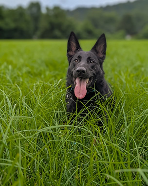 Black german shepherd dog laying down in tall grass.