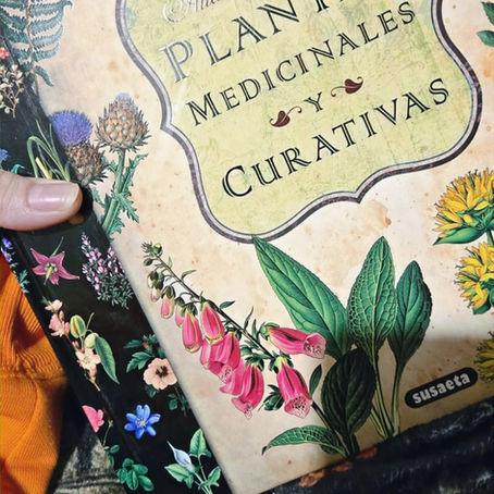Plantas medicinales: pequeños rituales de bienestar cotidiano