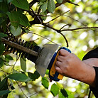 bush-972972_1280.jpg