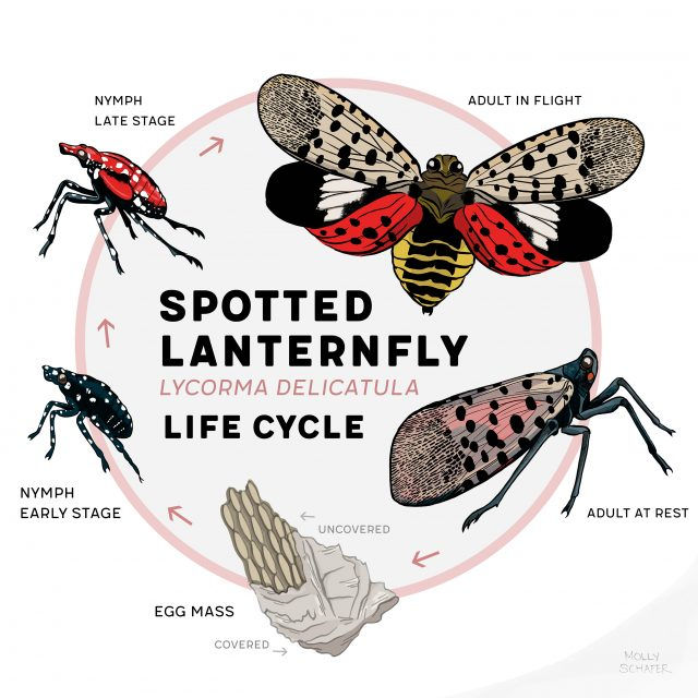 Lanternfly metamorphosis