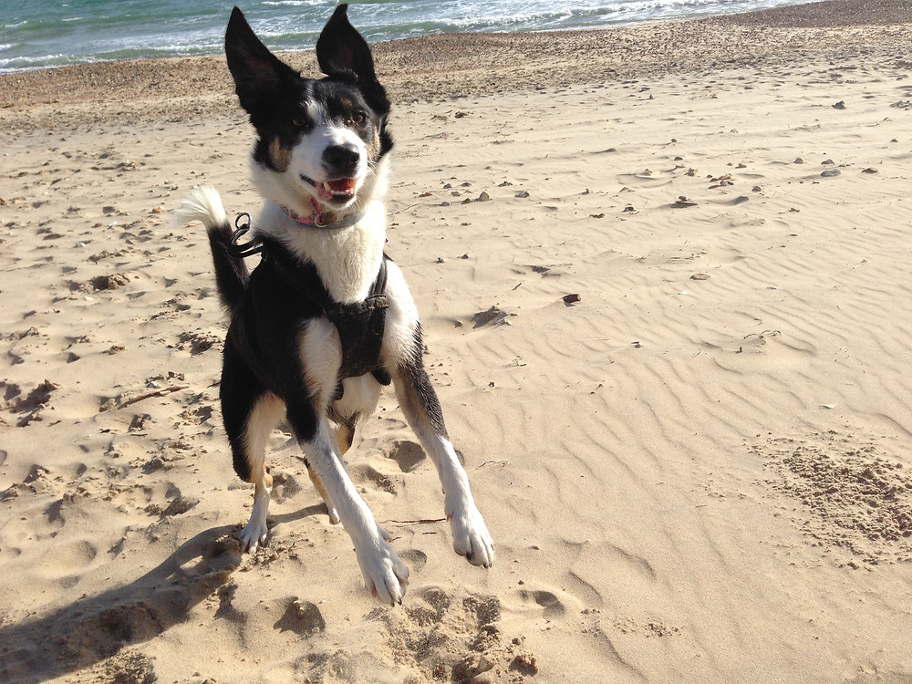 Cindy the border collie jumping for joy on the beach
