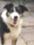 photo of the author's dog a black and white border collie called Cindy