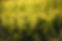 _S7R7610.jpg