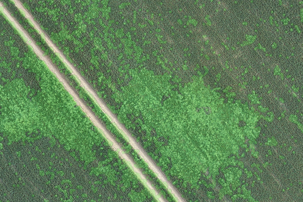 Blackgrass mapping