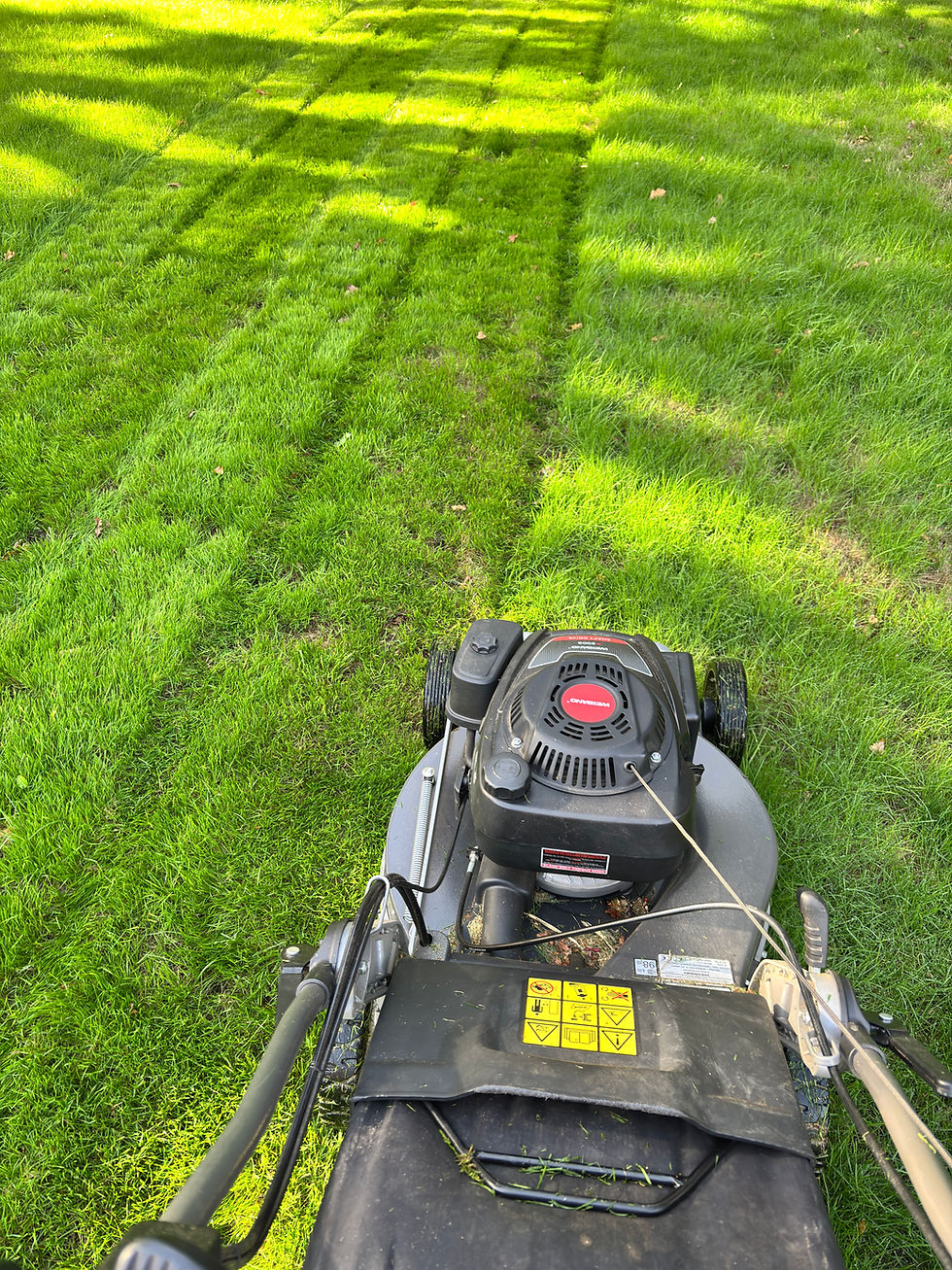 Why Does Freshly Cut Grass Smell So Good?