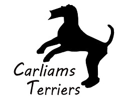 Carliams Terriers.jpg