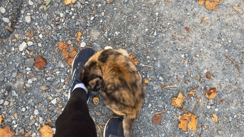 kissesleaf.gif