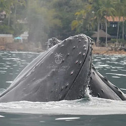 Whales in courtship during a whale-watching tour in Puerto Vallarta