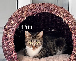 Priti .jpg