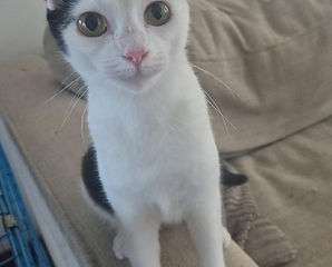 Spots3.jpg