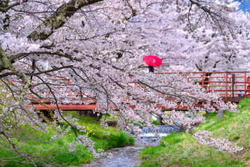 観音寺川満開の桜